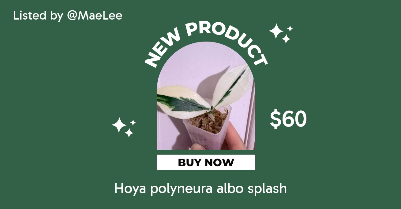 Hoya Lyi NoID ($15) from @MaeLee