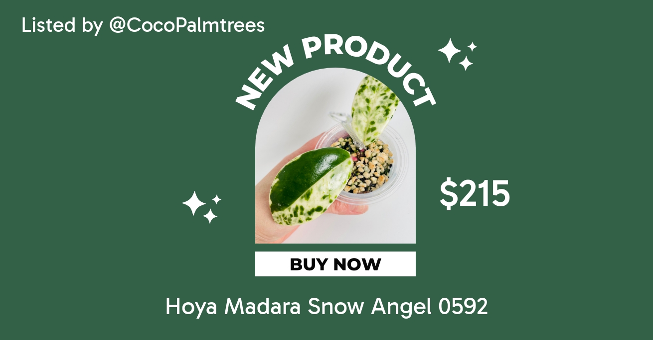 Hoya Madara Snow Angel 0592 ($215) from @CocoPalmtrees