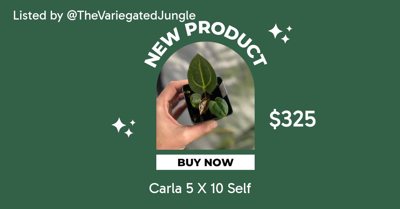 Carla 5 X 10 Self ($325) from @TheVariegatedJungle