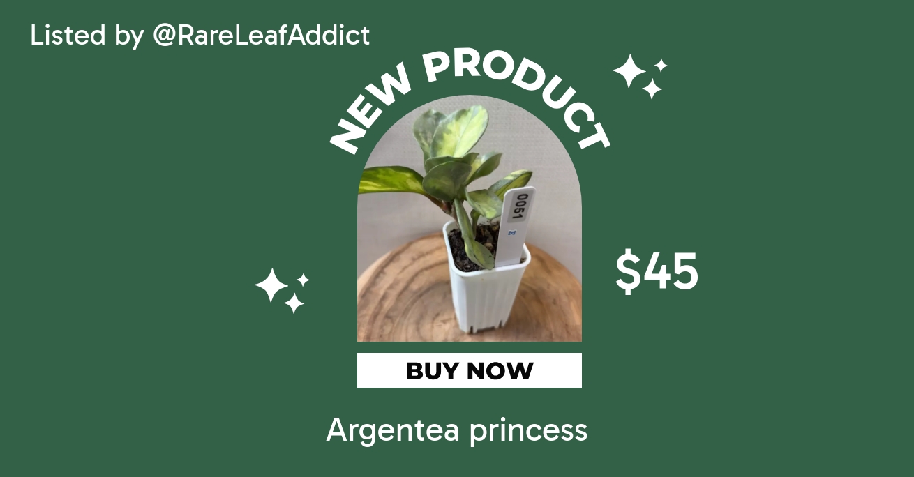 Alocasia De Beers Blue albo ($950) from @RareLeafAddict