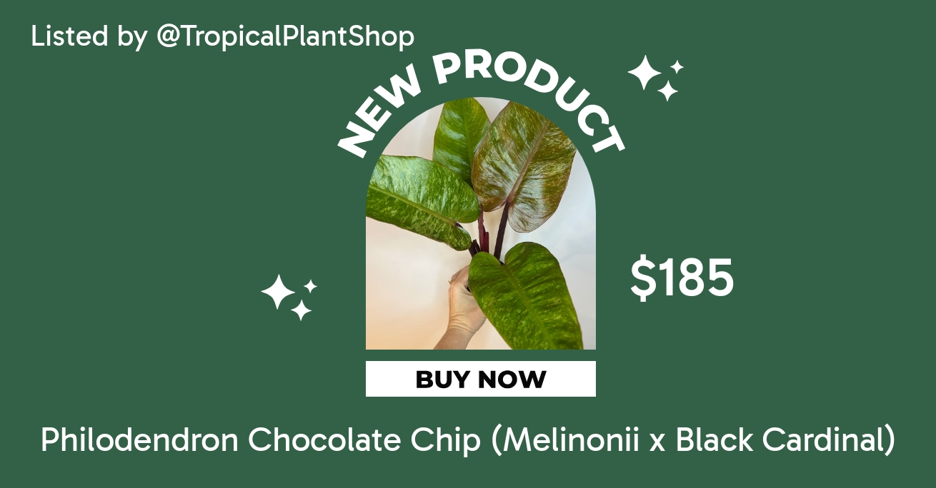 Philodendron Chocolate Chip (Melinonii x Black Cardinal) ($185) from  @TropicalPlantShop