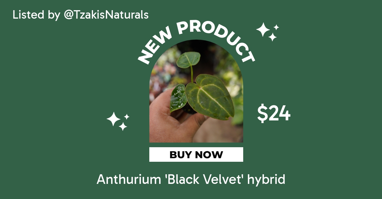Anthurium 'Black Velvet' hybrid ($24) from @TzakisNaturals