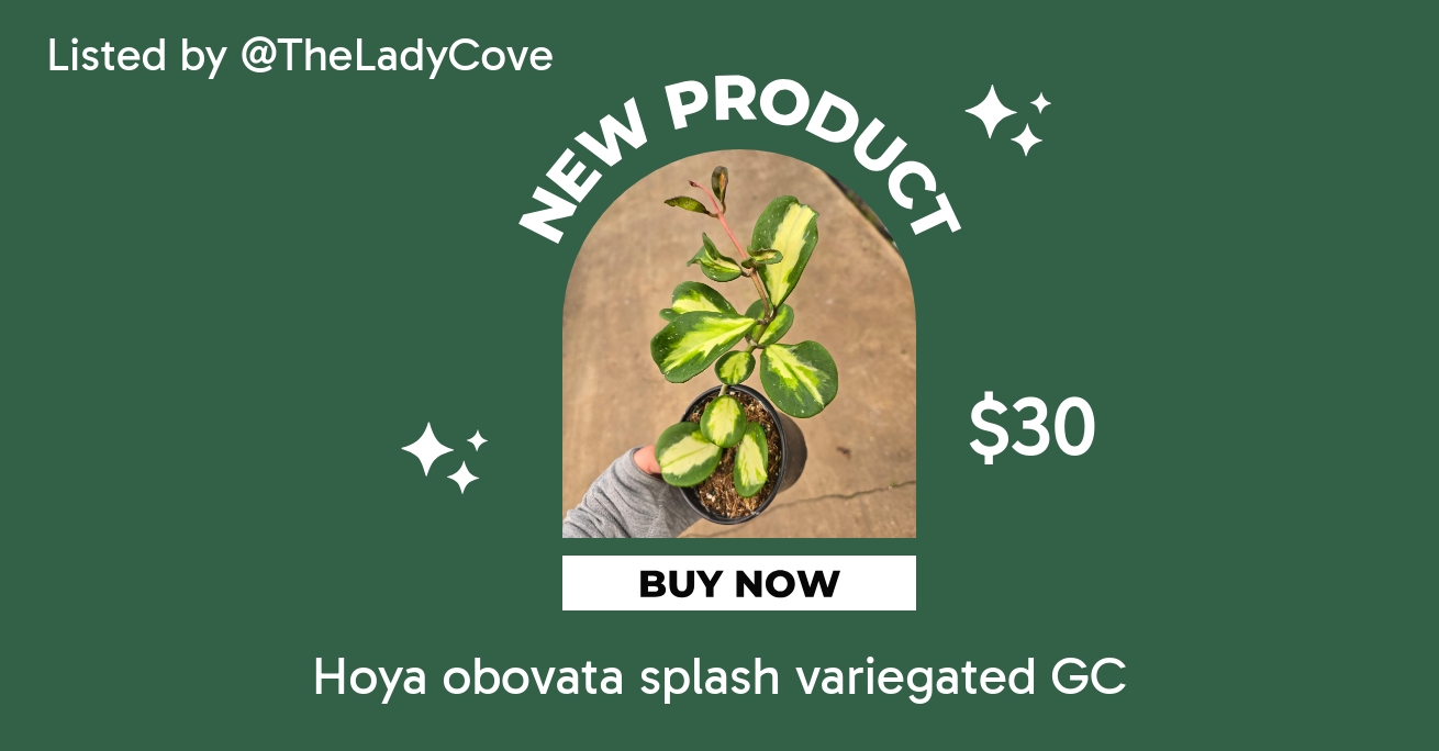 Hoya obovata splash variegated GC ($30) from @TheLadyCove