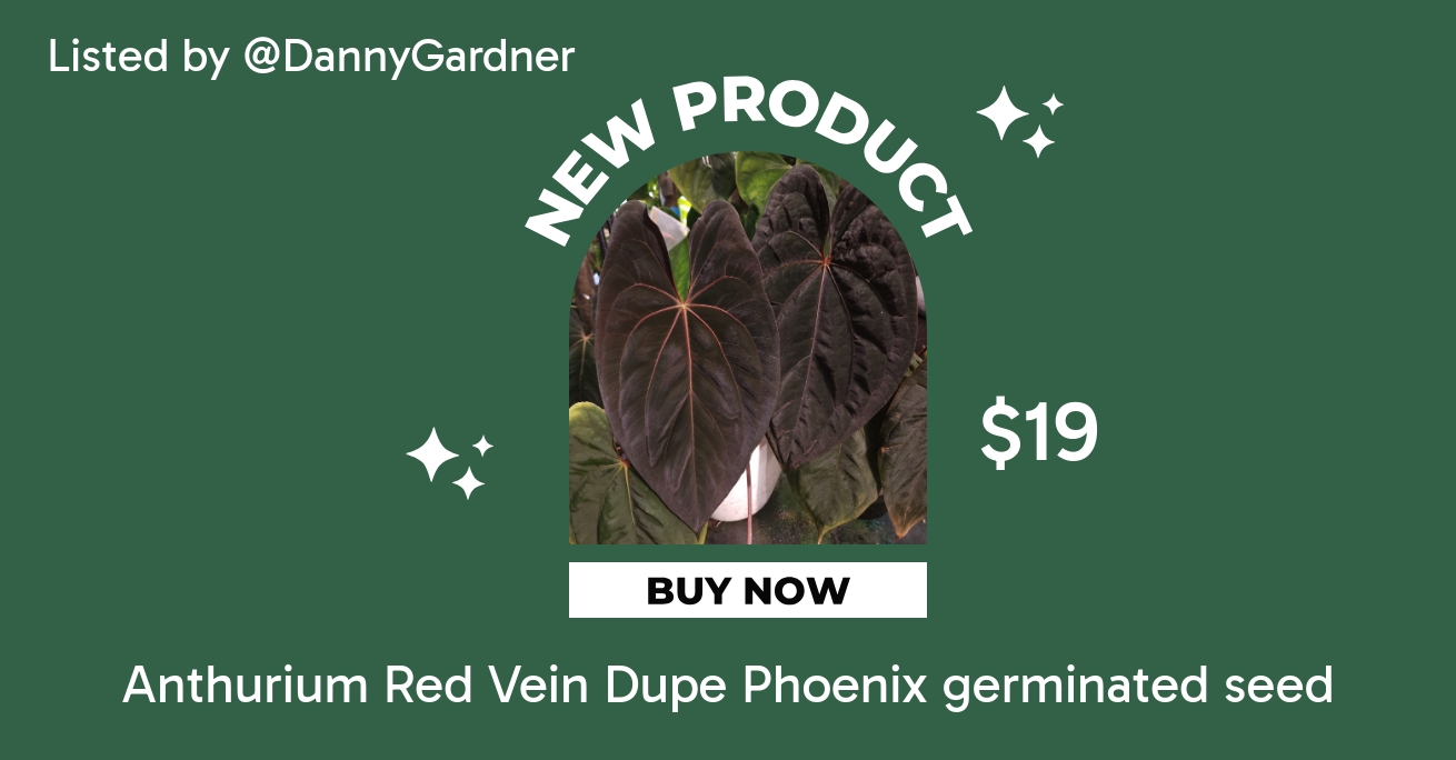Anthurium AOS DF x RVDP (Tezula Ace of Spades x Red Vein Dark