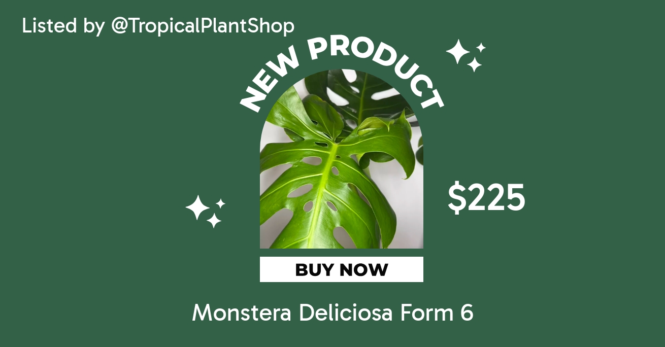 Monstera Deliciosa Form 6 ($225) from @TropicalPlantShop
