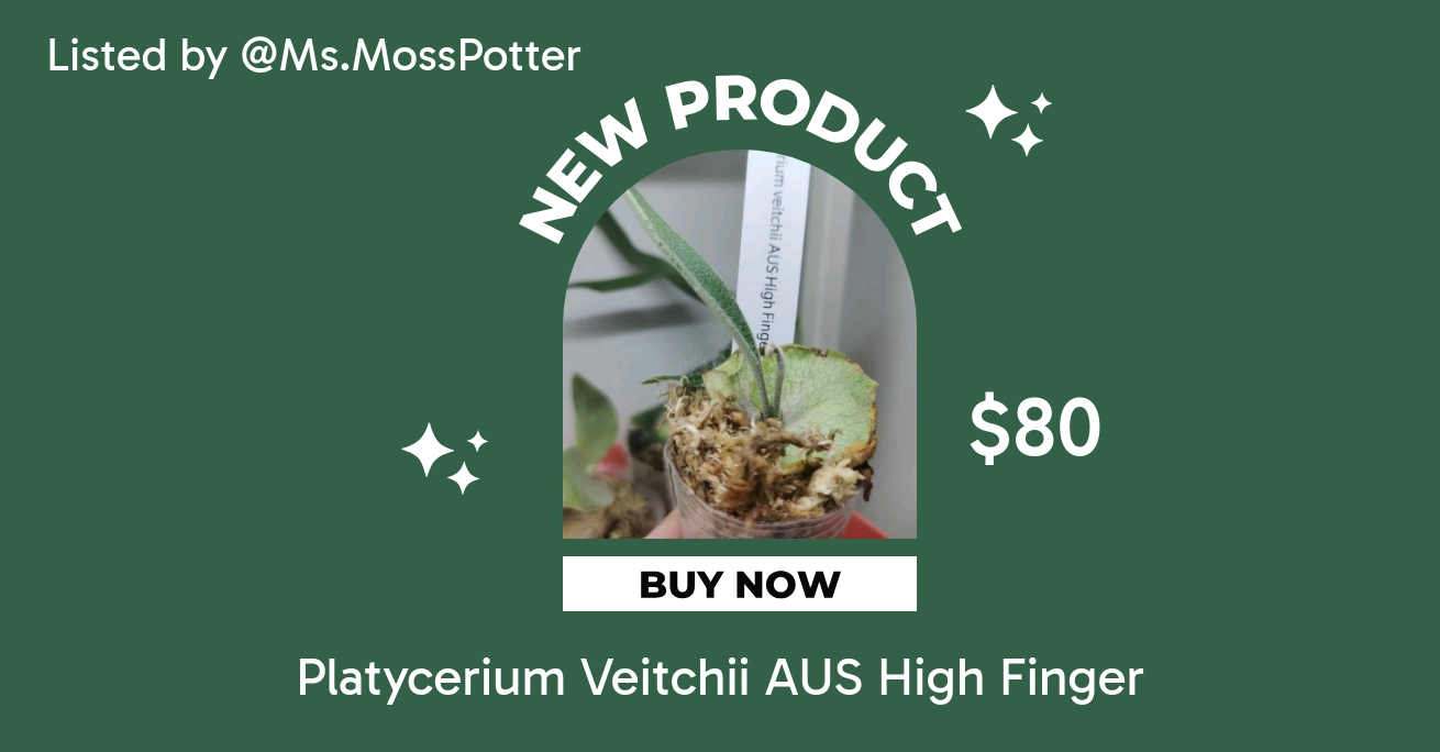Platycerium Veitchii AUS High Finger ($80) from @Ms.MossPotter