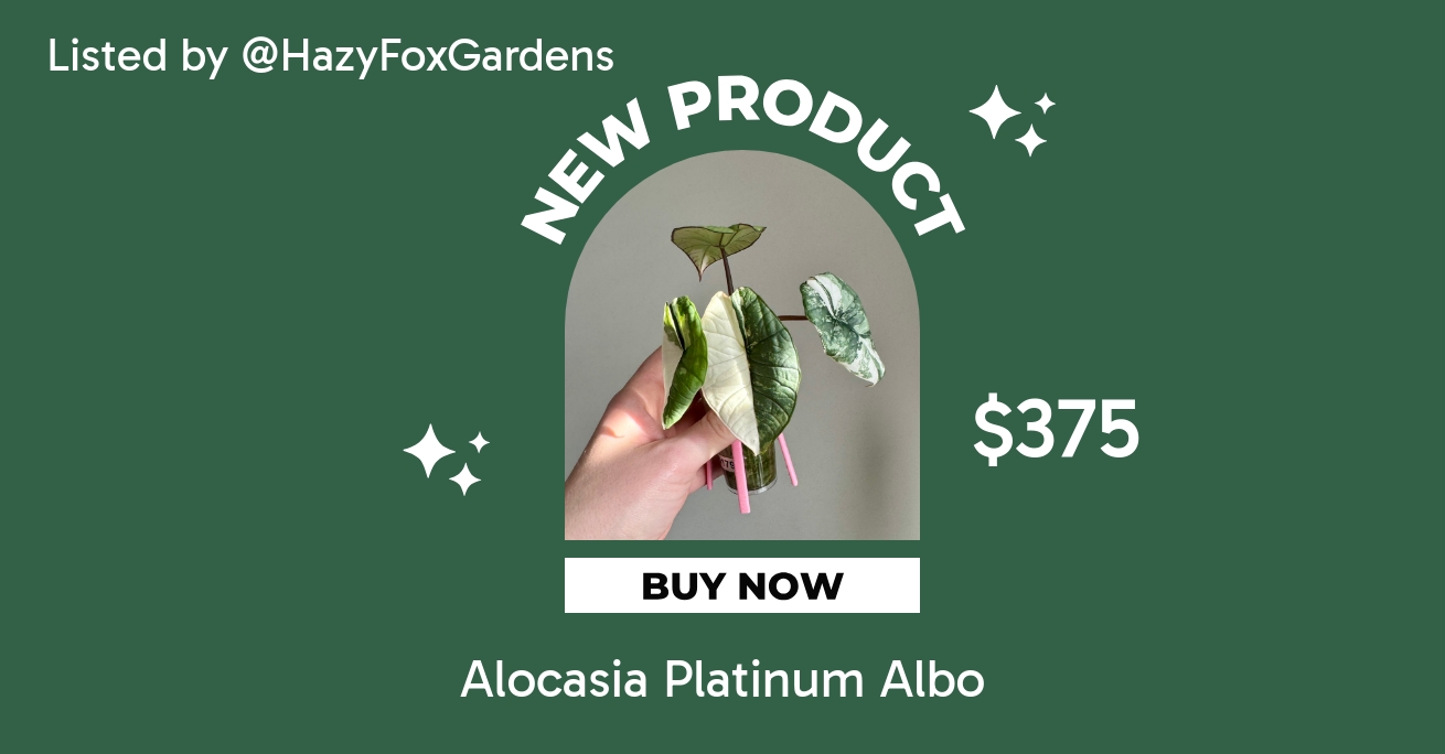 Alocasia Platinum Albo ($295) from @HazyFoxGardens
