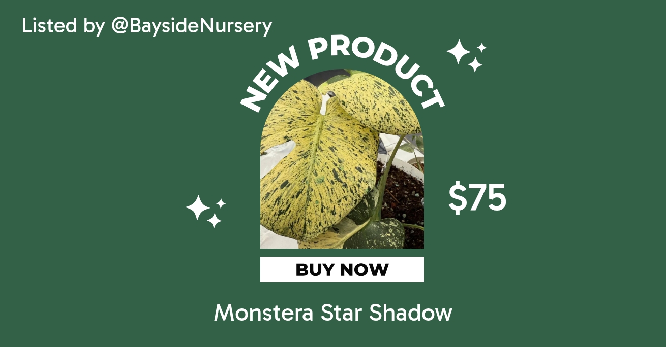 Monstera Star Shadow ($75) from @BaysideNursery