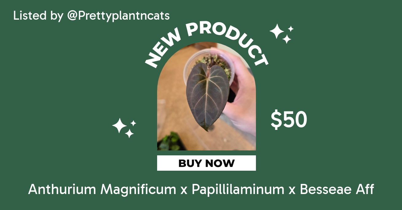 Anthurium Magnificum x Papillilaminum x Besseae Aff ($50) from  @Prettyplantncats