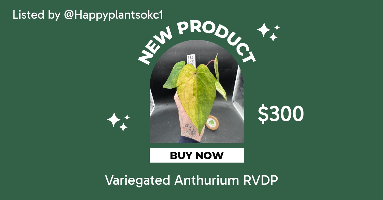 Anthurium KARA✖️RVDP（variegated） 脇芽 Variegated Anthurium RVDP ($300) from @Happyplantsokc1