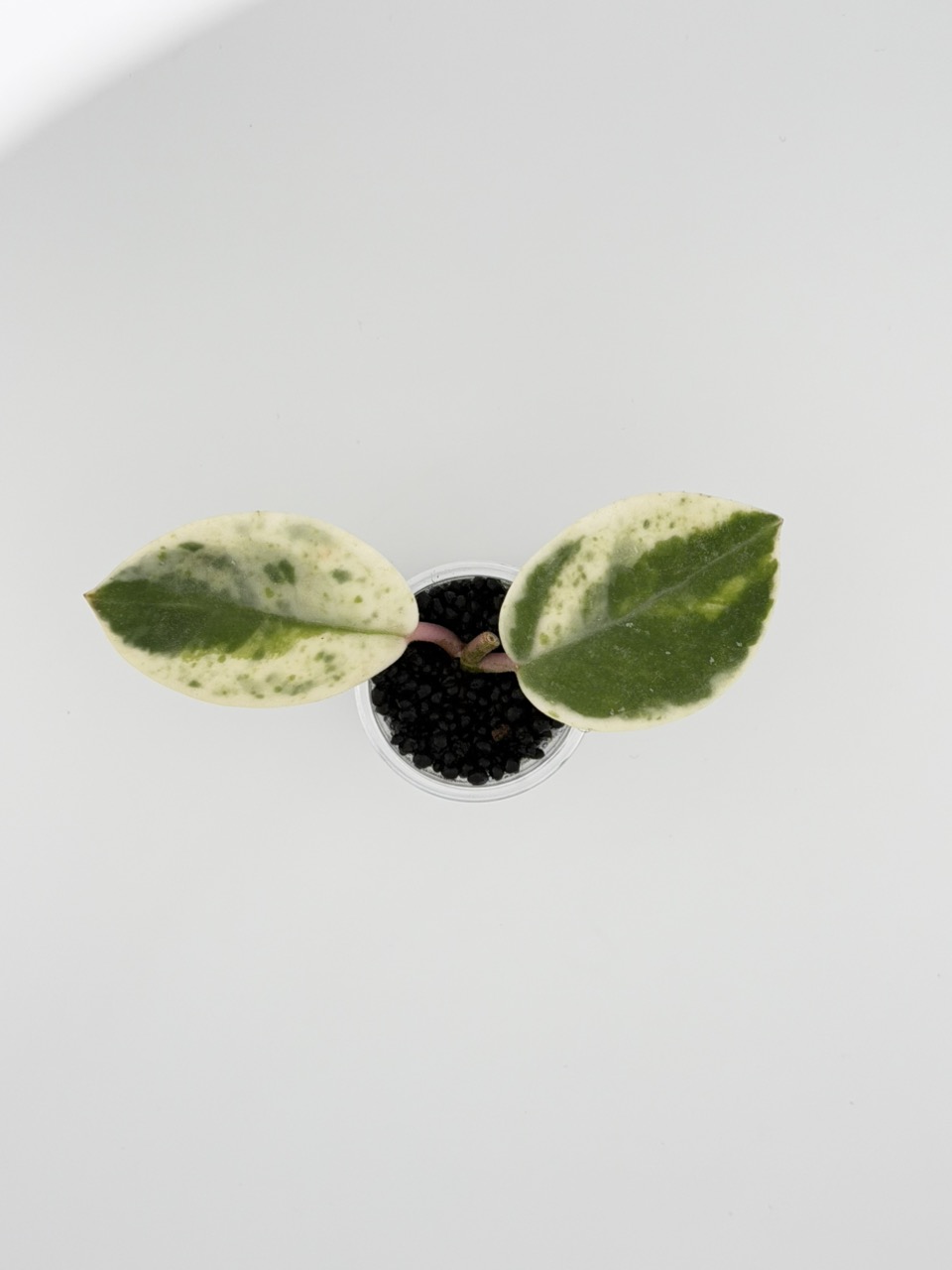 Hoya carnosa madara “snow angel” ($269) from @rare_sprout