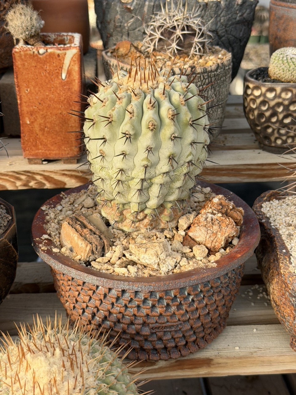 CactusQuest's shop