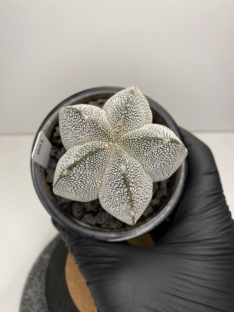 SD_CACTI's shop