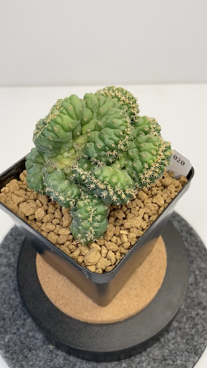 SD_CACTI's shop