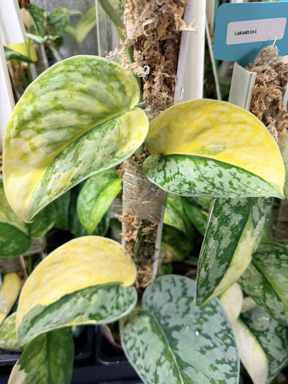 Yourplantycorner's shop